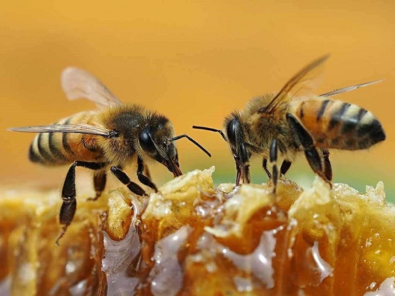 मधुमक्खीओं के बारे में पूरी जानकारी - Amazing Honey Bee Facts.