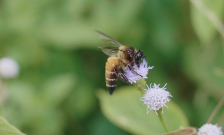 मधुमक्खियों के बारे में पूरी जानकारी - Amazing Honey Bee Facts.