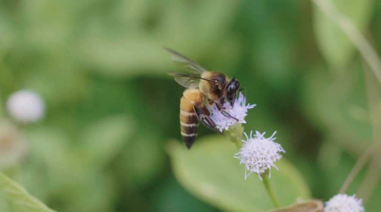 मधुमक्खियों के बारे में पूरी जानकारी - Amazing Honey Bee Facts.