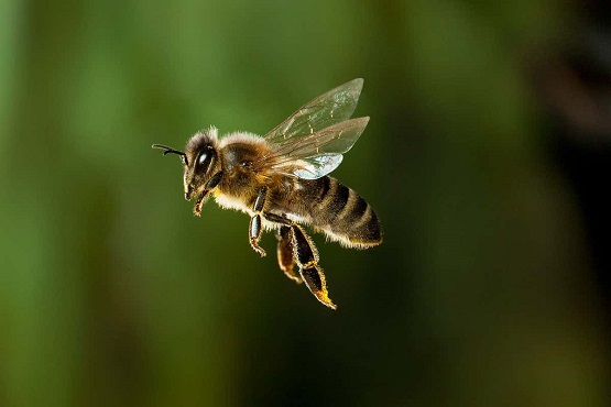 मधुमक्खीओं के बारे में पूरी जानकारी - Amazing Honey Bee Facts.