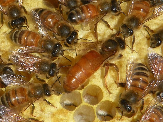 Photo of queen honey bee.