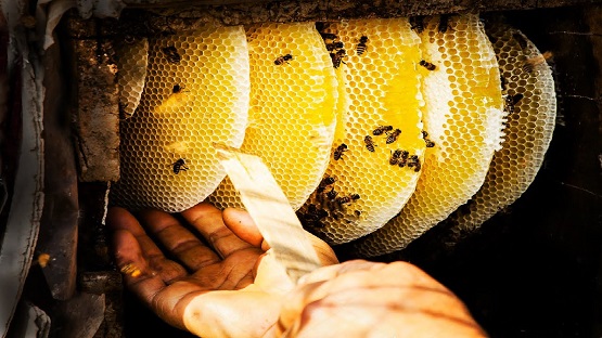 Photo of bee hive.
