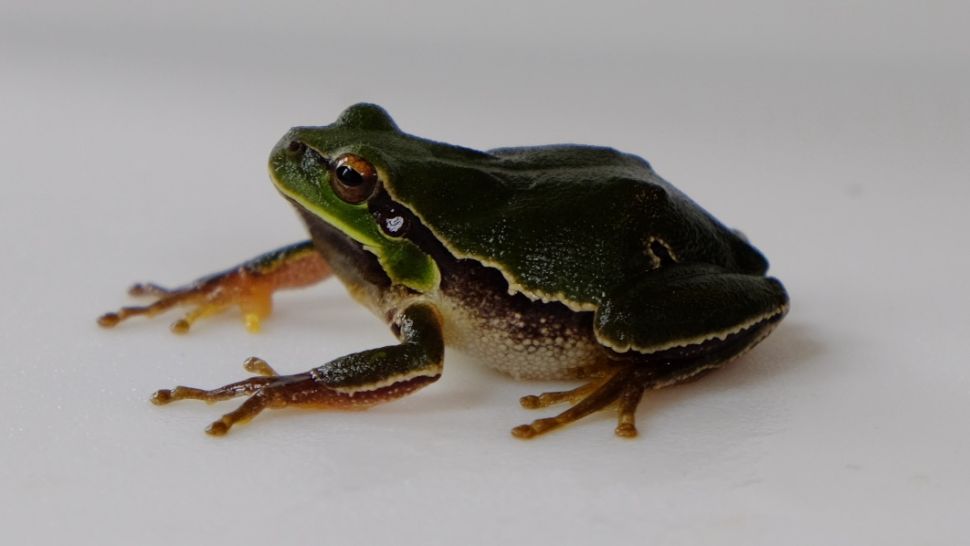 Chernobyl Frog Evolution Hindi 