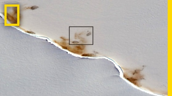 अन्तरिक्ष से दिखी कुछ अजीबो-गरीब तस्वीरें, दुनिया हैं हैरान! - Hidden Penguin Colony Spotted!