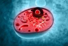 शरीर के कोशिकाएं आखिर कैसे बनते हैं? - Formation of Cell in Hindi!