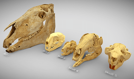 Skull Comparision.