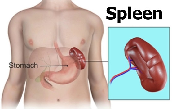 Human Spleen.