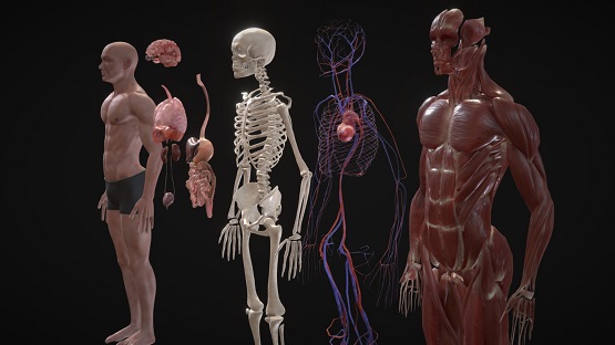 इंसानी शरीर के सबसे वजनी अंग! - Heaviest Organs of Human Body.