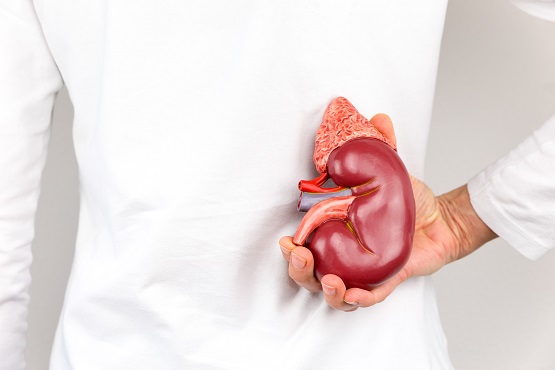 Female hand holding model of human kidney organ at back of body. Hand showing model with outside of human kidney isolated on white background. The artificial model for education shows the exterior of the kidney organ. This organ or gland filters and purifies the blood. People have two kidneys in their body and sometimes a person donates one for transplantation to another person with a kidney disease.