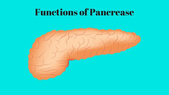 Pancrease Photo.