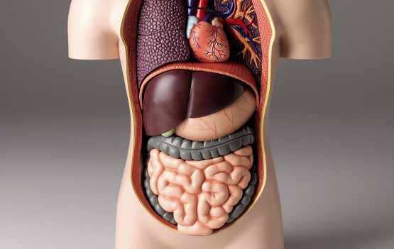 इंसानी शरीर के सबसे वजनी अंग! - Heaviest Organs of Human Body.