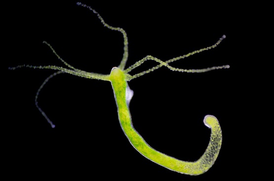 Hydra, light micrograph. Hydra are small freshwater animals of the phylum Cnidaria and class Hydrozoa.