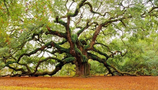 दुनिया के सबसे पुराने पेड़, जिनके उम्र जान कर आप हैरान हो जाएंगे! - Oldest Trees In The World!