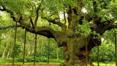 दुनिया के सबसे पुराने पेड़, जिनके उम्र जान कर आप हैरान हो जाएंगे! - Oldest Trees In The World!