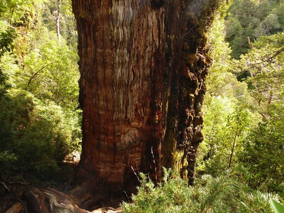 The great grandfather tree.