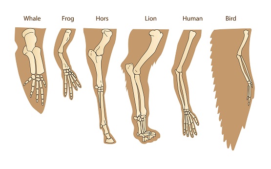 Homology of 5 Fingers among Animals.