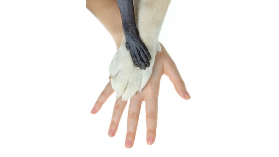स्तनपायी प्राणियों के हाथों में 5 उंगली ही क्यों होते हैं? - Why Mammals Have 5 Fingers?