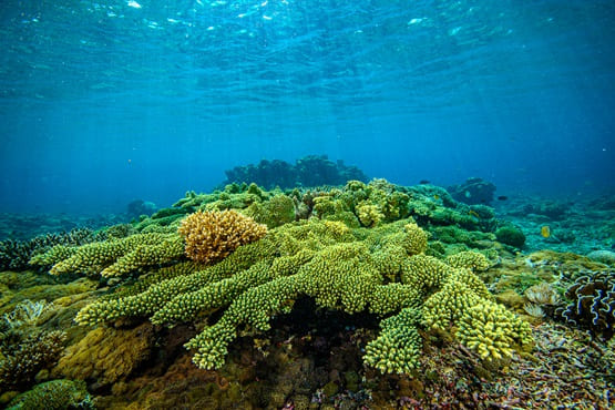 Green Corals.