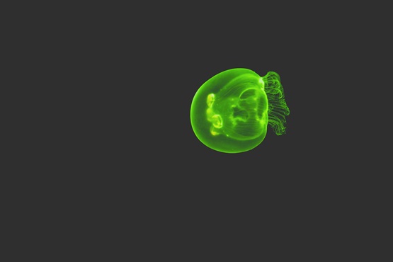 Green Jelly Fish.